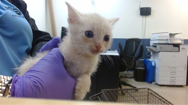 TWIX - Domestic Short Hair available for adoption