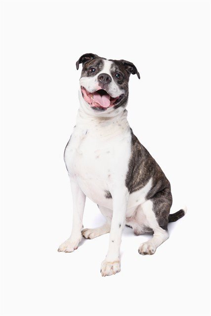 ROMEO - American Bulldog for adoption in Hialeah