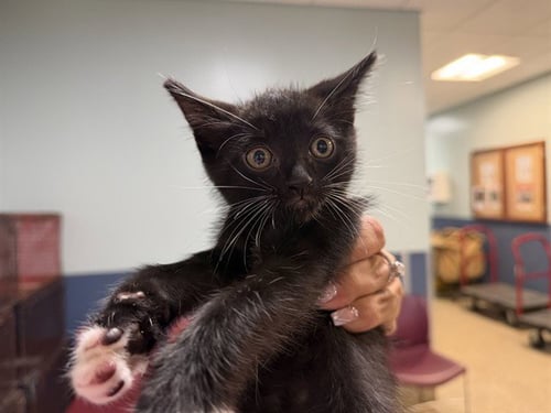 ZIPPY - Domestic Short Hair available for adoption