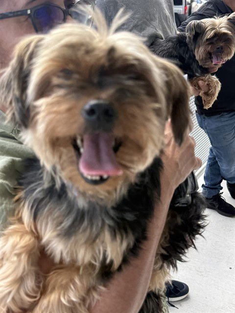 BEANY - Yorkshire Terrier Yorkie available for adoption