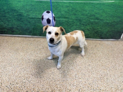 BAMBINO - Jack Russell Terrier (Parson Russell Terrier) available for adoption
