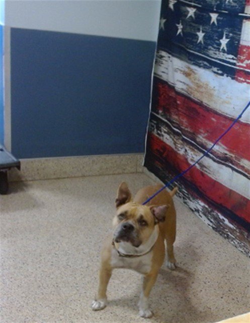 CUTIE - American Bulldog available for adoption