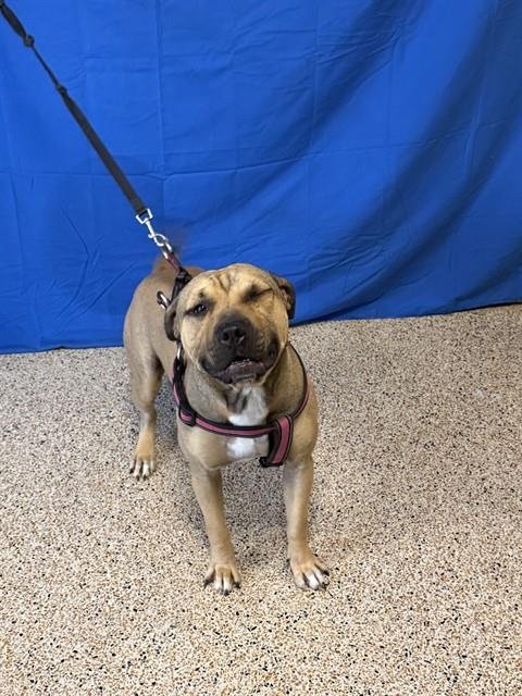 SCRAP - Labrador Retriever available for adoption