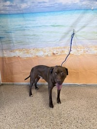 BUDDY - Photo 1