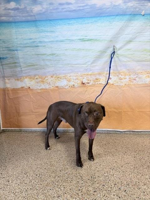 BUDDY - American Pit Bull Terrier available for adoption