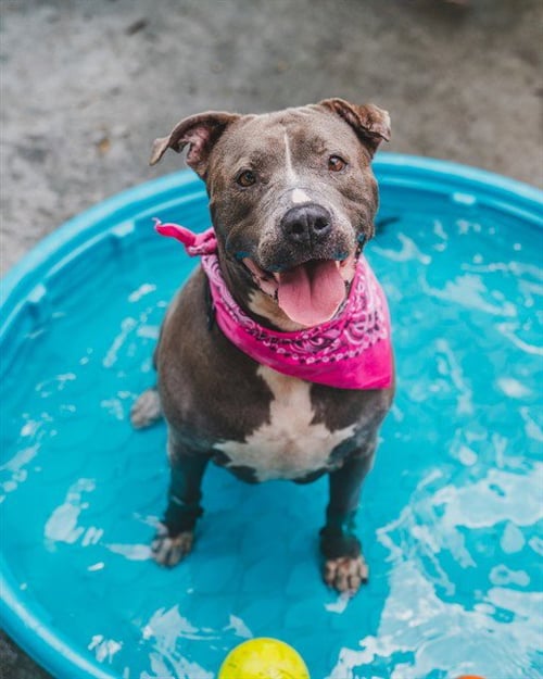 ROSA - Pit Bull Terrier available for adoption