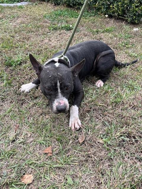 SHERRY - American Pit Bull Terrier available for adoption