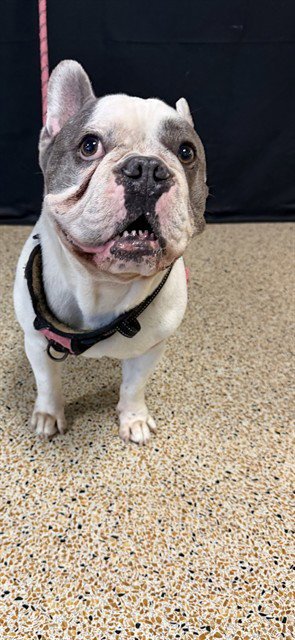 CASH - French Bulldog available for adoption