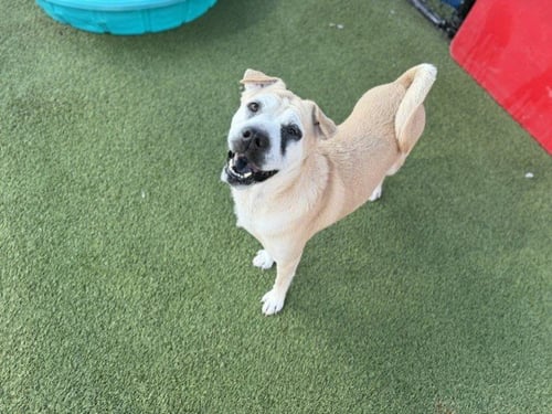 POPPY - Chinese Shar-Pei available for adoption