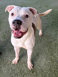 CHICO - Photo 1