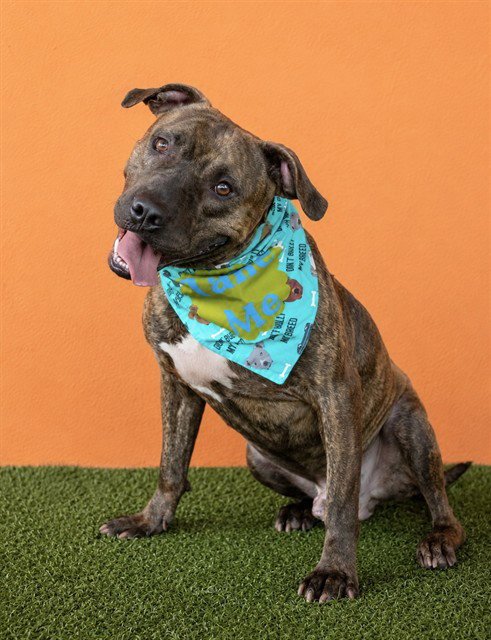 GABLE - American Bulldog available for adoption