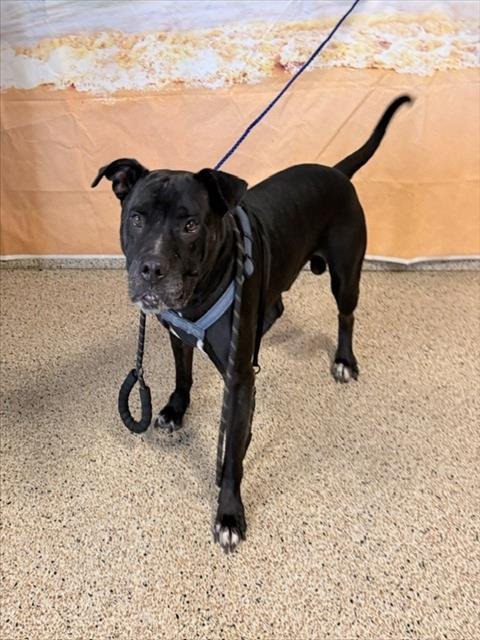 BRUNO - American Pit Bull Terrier available for adoption