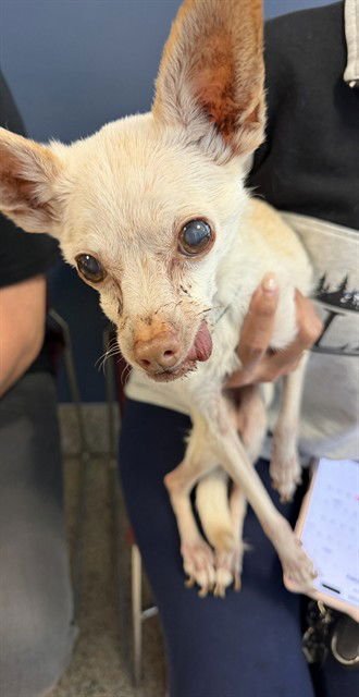 AMY - Chihuahua available for adoption