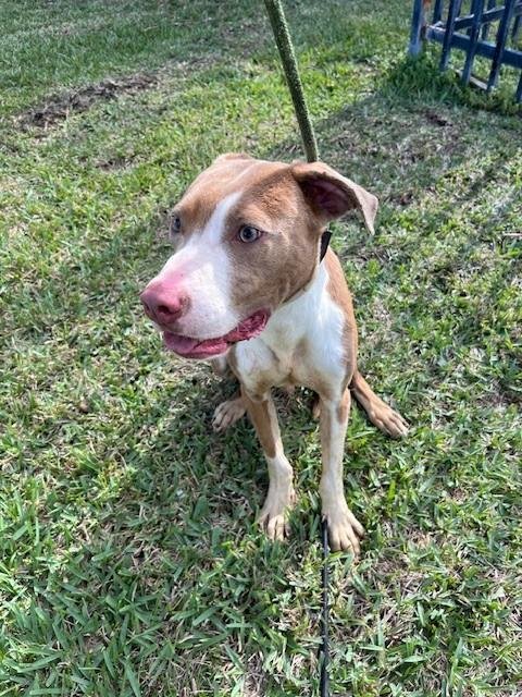 WILLIAM - American Pit Bull Terrier available for adoption