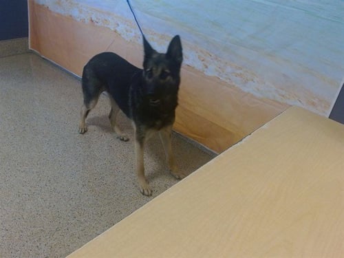 ASHLEY - German Shepherd Dog available for adoption