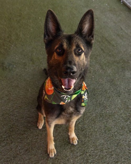 ASHLEY - German Shepherd Dog available for adoption