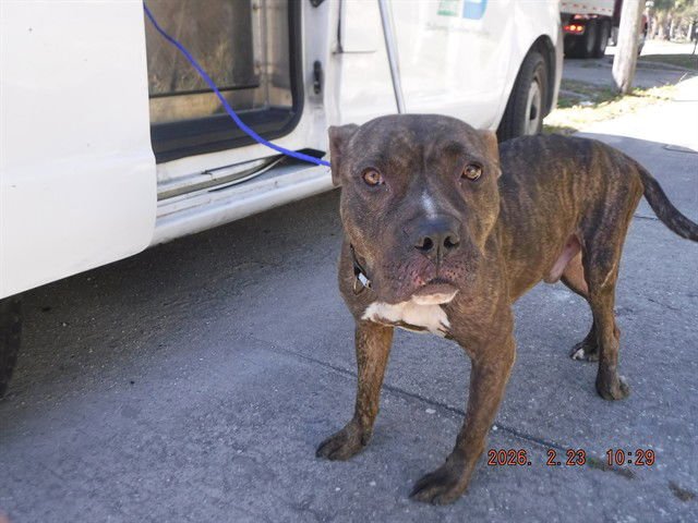 LINCOLN - American Bulldog available for adoption