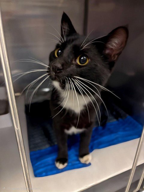 CATSBY - Domestic Short Hair available for adoption