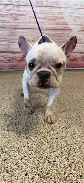 TRON - French Bulldog available for adoption