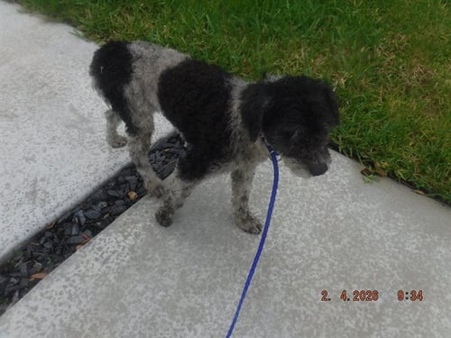 CASH - Poodle (Miniature) available for adoption