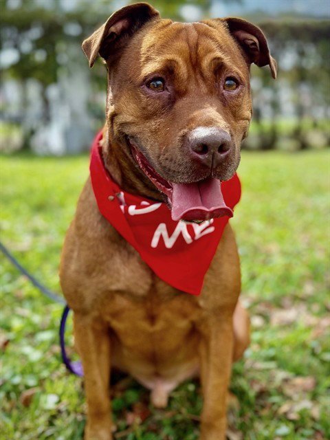 JIGSAW - Labrador Retriever for adoption in Miami