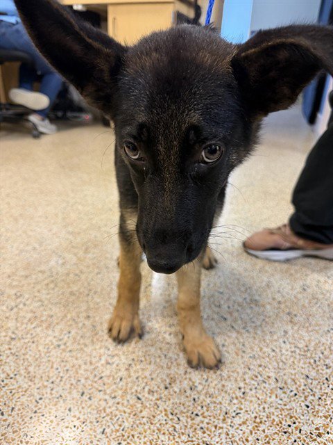 TOGO - German Shepherd Dog available for adoption