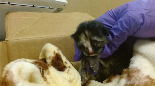 BELLA - Domestic Short Hair available for adoption