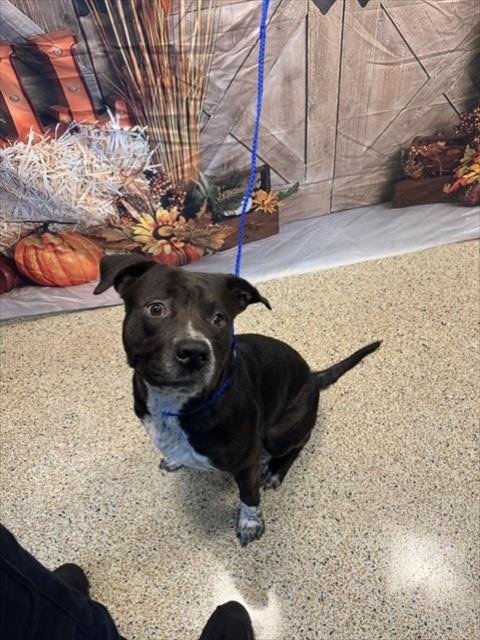 DUCE - American Staffordshire Terrier available for adoption