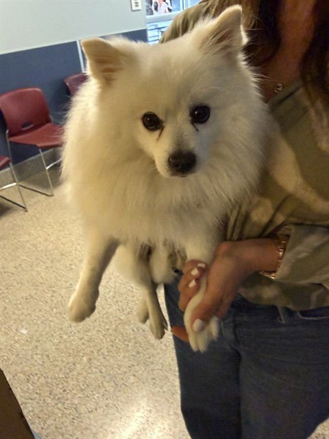 SNOW - Pomeranian available for adoption