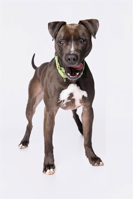 ROSCOE - American Bulldog for adoption in Hialeah
