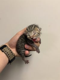 TATER TOT - Photo 1