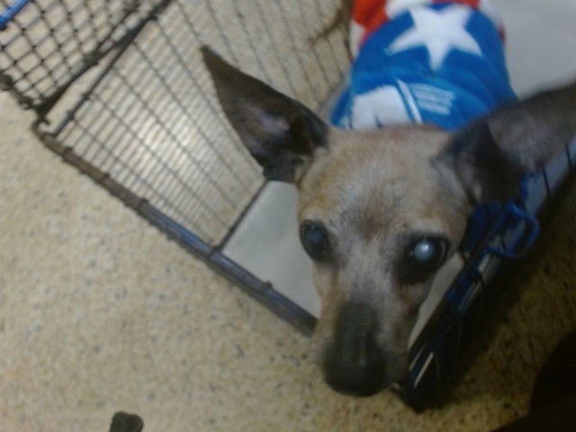 BILL - Rat Terrier available for adoption