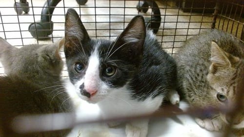 CHERRY - Domestic Short Hair available for adoption