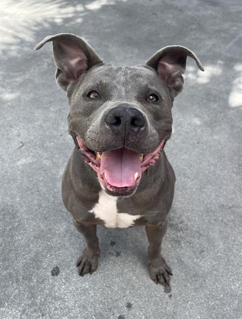 SHADOW - Bulldog for adoption in Hialeah