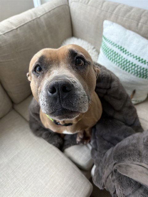 SUNDAY - American Bulldog available for adoption