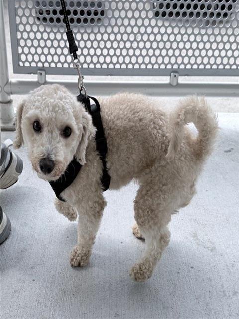 LEO - Poodle (Standard) available for adoption