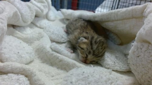 TICA - Domestic Short Hair available for adoption