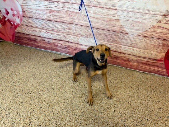 CALI - German Shepherd Dog available for adoption