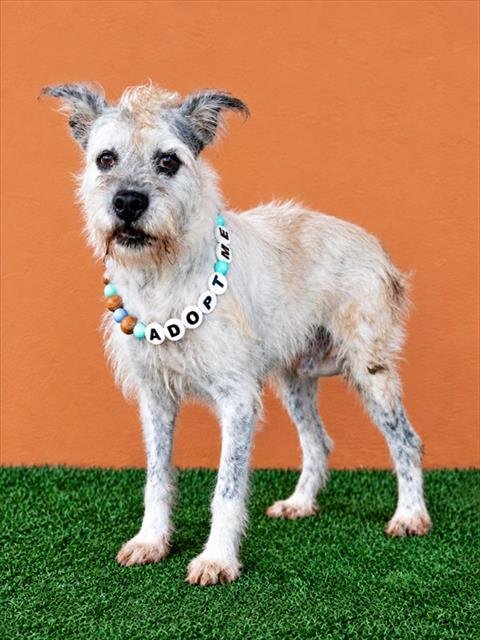 KARL - Otterhound available for adoption