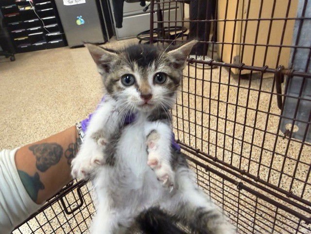 BIGGLES - Domestic Short Hair available for adoption