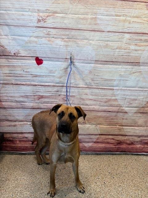 MOON - Boxer available for adoption