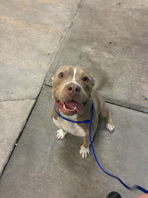 ALEXA - American Bulldog available for adoption