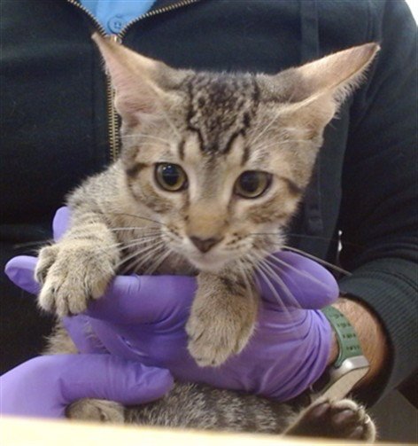 MISO - Domestic Short Hair for adoption in Hialeah