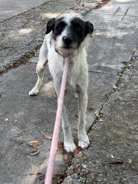 GUMPA - Photo 1