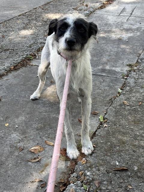 GUMPA - Border Terrier available for adoption