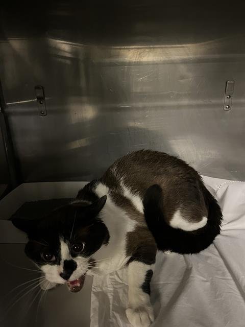 COCO - Domestic Short Hair available for adoption