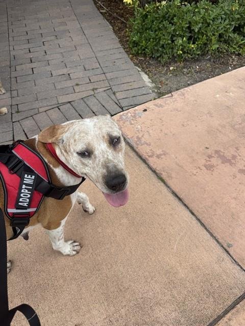 LINNA - American Bulldog available for adoption