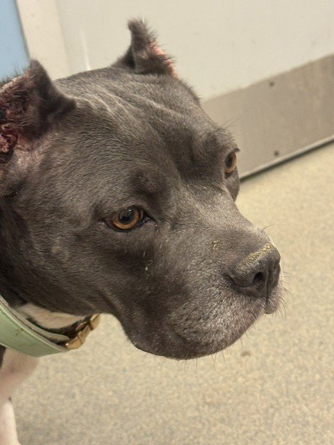 ATHENA - American Pit Bull Terrier available for adoption