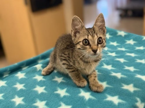 NOVA - Domestic Short Hair available for adoption