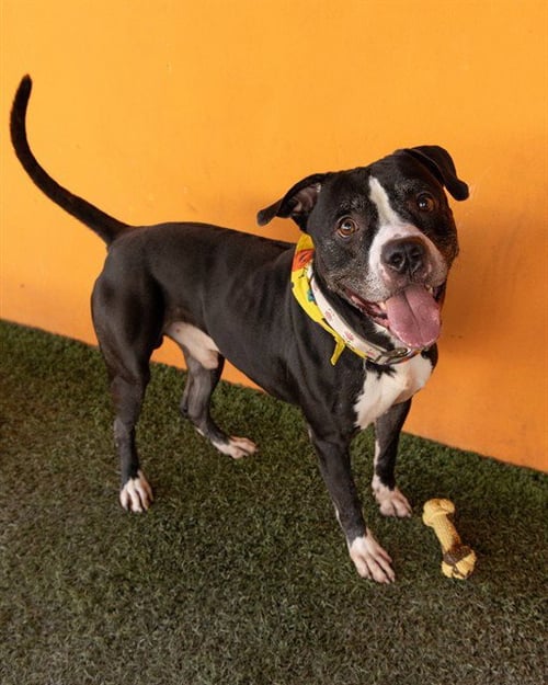 WILLIAM - American Bulldog available for adoption